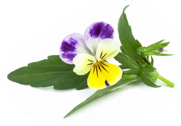 Viola Tricolor Pansy Delícia Cupido Flor Folhas Fundo Branco — Fotografia de Stock