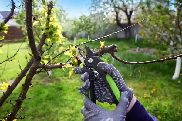 Χέρια Που Κρατούν Ψαλίδια Κλαδέματος Κλαδεύοντας Δέντρα Στον Κήπο Της — Φωτογραφία Αρχείου