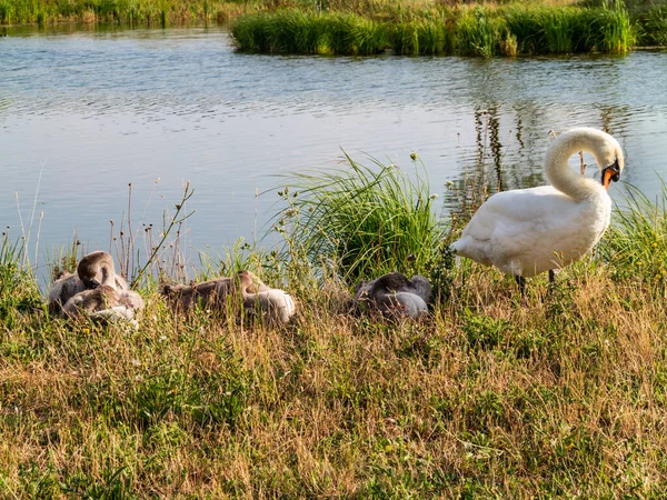 一只天鹅和她的孩子在河岸上 图库照片