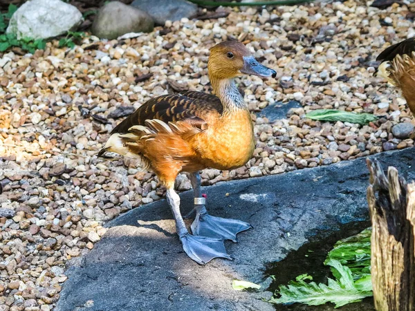 Fulvous Whistling Duck Stojící Skále — Stock fotografie
