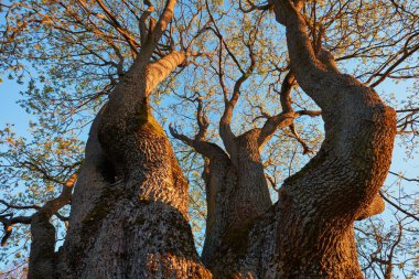 Yaşlı, kalın, bahar akçaağacı, aşağıdan manzara..