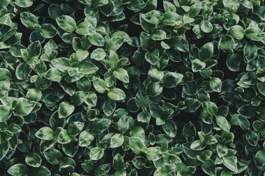 Peperomia 'nın yeşil yaprakları. Aşk Tanrısı Peperomia 'nın egzotik yeşil yapraklarının doğal çiçekleri. Peperomia Serpens variegata 'nın dokusu - Latince adı Peperomia Bitkisi. 