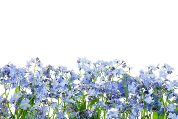 Ряд Диких Забуває Квіти Квітка Забути Міозотіс Білому Тлі — стокове фото