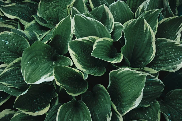 stock image Green leaves texture background. Natural background of green plantain lilies foliage. Hosta plant leaves with raindrops.