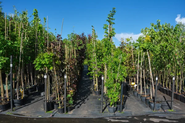 Plastik Kaplarda Sıralanmış Genç Ağaçlar Çiçek Fidanlığındaki Ağaçların Sıralanmış Tohumları — Stok fotoğraf