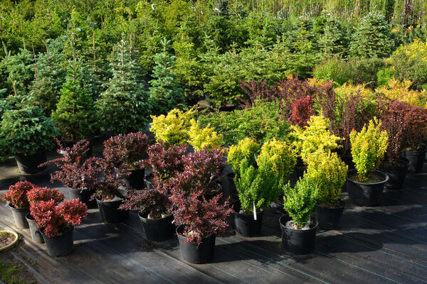 Seedlings of barberry bushes of different varieties in garden shop. Barberry - Berberis vulgaris  - latin name of  plants. Small spruce tree seedlings in pots for sale on background.