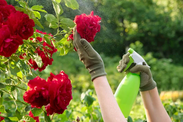 庭師は庭でスプレーボトルを使用してバラを噴霧します スプレーボトルからの影響を受けたバラ植物の治療 ガーデンプラントのケア — ストック写真