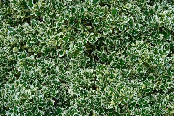 Background Fortune Euonymus Silver Queen Leaves Euonymus Fortunei Winter Creeper — Stock Photo, Image
