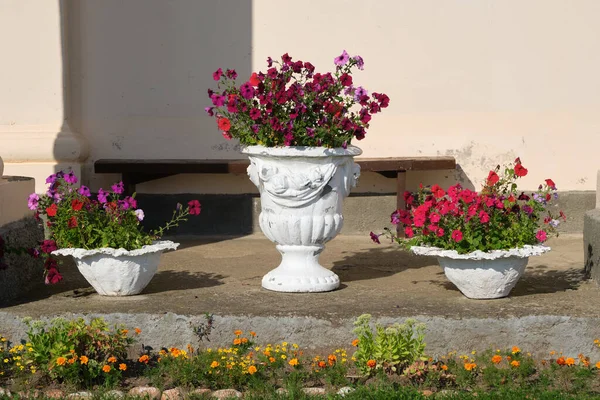 Utomhus Betongvaser Med Blommor Blomkrukor Med Petunior Klassisk Trädgårdsdesign — Stockfoto