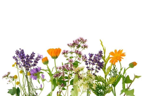 Healthy Medicinal Herbs White Chamomile Lavender Calendula Oregano Balm Mint — Stock Photo, Image