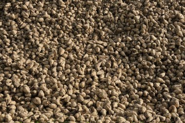 Kocaman bir şeker pancarı yığını. Sonbaharda hasattan sonra şeker pancarı kökü ekininin arkaplanı.