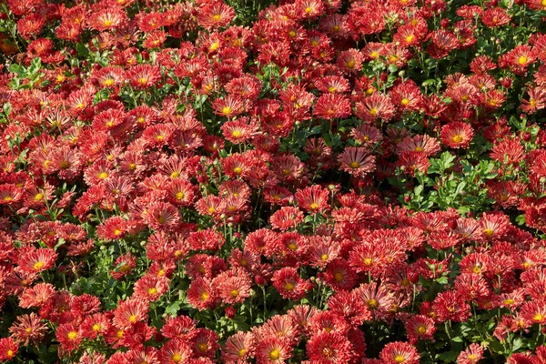 Kırmızı Kasımpatı Çiçeklerinin Arka Planı — Stok fotoğraf