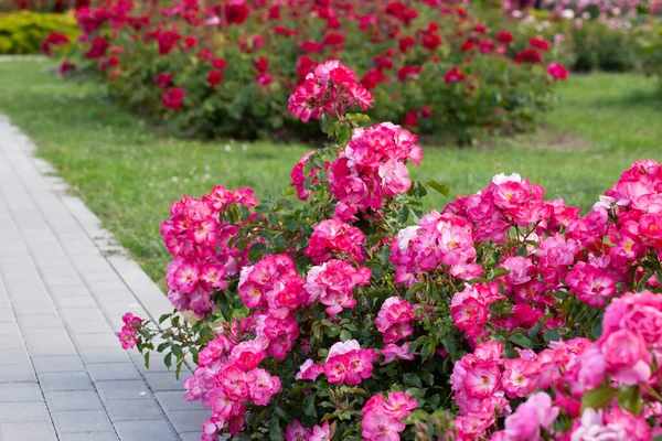 Lush Pink Roses Bush Summer Garden — Stock Photo, Image