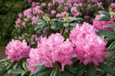 Güzel Rhododendron çiçekleri, arka planda kızaran Rhododendronlar. Yaz bahçesinde Rhododendron çalılarının çeşitleri.