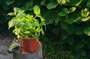 Demlikteki ortanca çiçeği. Hortensia makrophylla. Latince bitki adı. Ortanca bitkileri yaz bahçesinde arka planda.