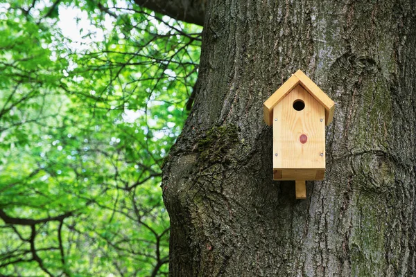 Bird House Tree Wooden Birdhouse Nesting Box Songbirds Park — Stock Photo, Image