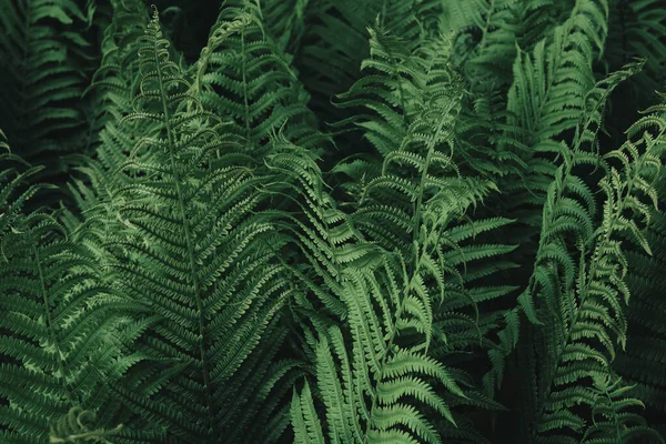 Zielona Paproć Pozostawia Teksturę Naturalne Tło Paproci Zielonych Liści Skupienie — Zdjęcie stockowe