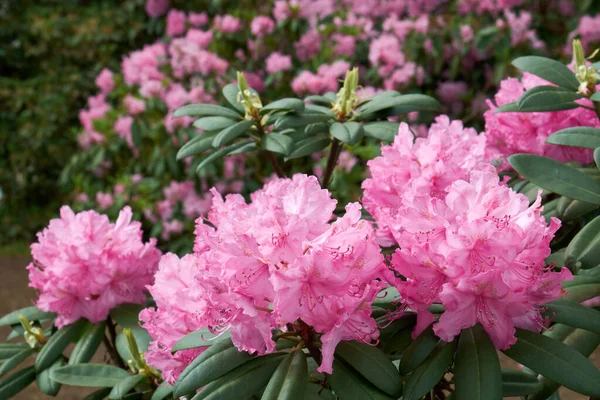 Beautiful Rhododendron Flowers Close Lushly Blooming Rhododendrons Background Varieties Hybrid — Stock Photo, Image