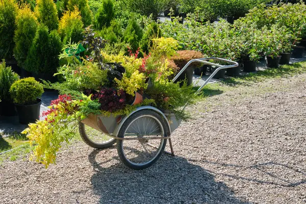 Shopping Vagn Full Unga Trädgårdsväxter Plastkrukor Plantor Buskar Plantering Blommor — Stockfoto