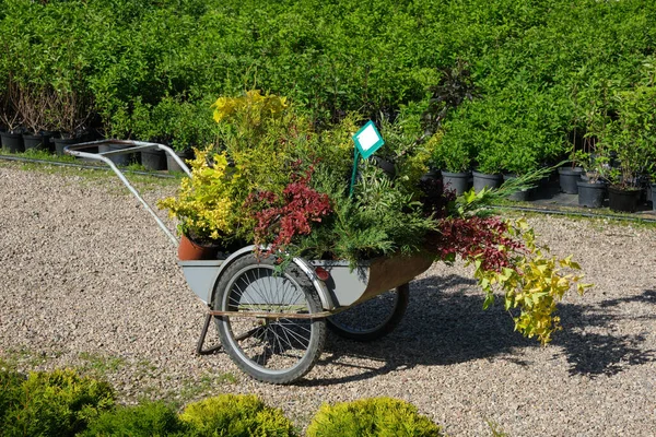 Shopping Vagn Full Unga Trädgårdsväxter Plastkrukor Plantor Buskar Plantering Blommor — Stockfoto
