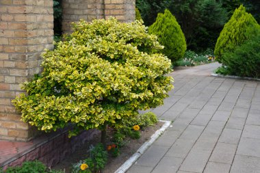 Bagajda güzel bir Euonymus serveti. Sıradan zümrüt ve altın. Bahçe tasarımında parlak sarı ve yeşil yapraklı Fusain..