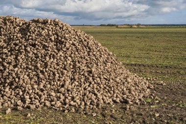 Kocaman bir şeker pancarı yığını. Sonbaharda hasattan sonra tarlada şeker pancarı kökü hasadı.