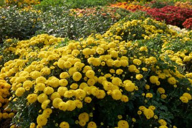 Bahçede çiçek açan kasımpatılar, önplanda sarı kasımpatı çiçekleri.. 