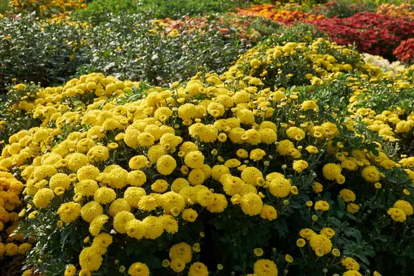 Bushes of blooming chrysanthemums in the garden, gorgeous flowers of yellow chrysanthemums in the foreground.