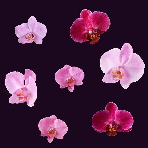 Zestaw Orchidei Odizolowanych Ciemnym Fioletowym Tle Orchidee Kwiaty Dla Projektowania — Zdjęcie stockowe