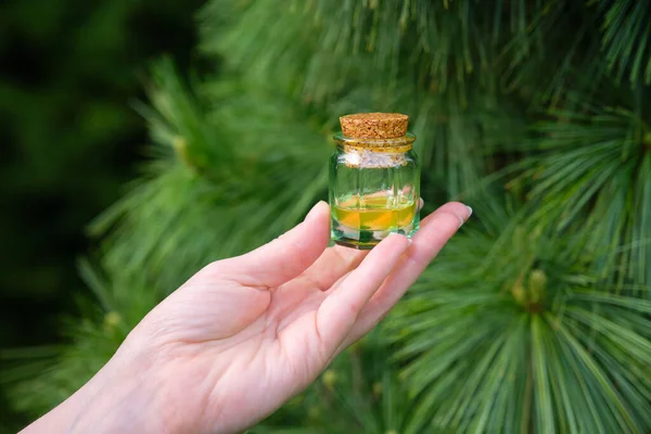 Pine essential oil bottle. Woman holds a glass bottle of pine essential oil in her hand. Branches with pine needles on background.