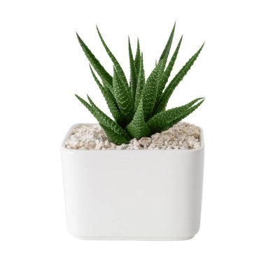 Haworthia sulu, beyaz bir tencereye yakın. İzole edilmiş. 