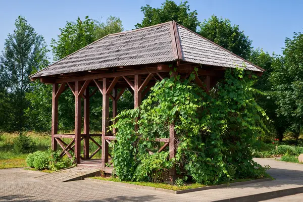 Wooden gazebo in backyard or in summer garden. Summerhouse pergola entwined with vine leaves.