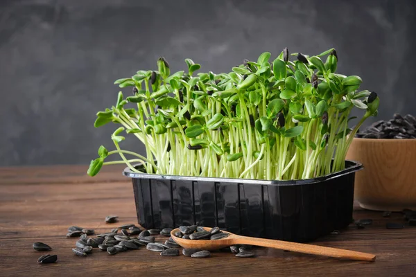 Sunflower Seeds Sprouts Healthy Diet Food Microgreens Green Growing Seedlings — Stock Photo, Image