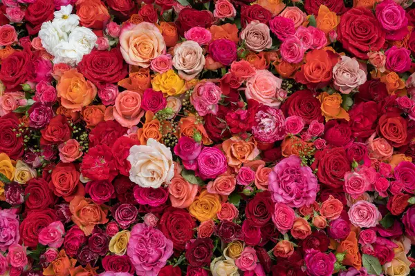 Rose Background Colorful Flowers Wall Background Amazing Roses Blooming Roses — Stock Photo, Image