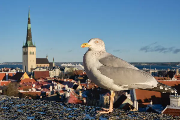 Eski Tallinn Estonya Nın Panoramik Manzarasına Karşı Martı Denizi Telifsiz Stok Fotoğraflar