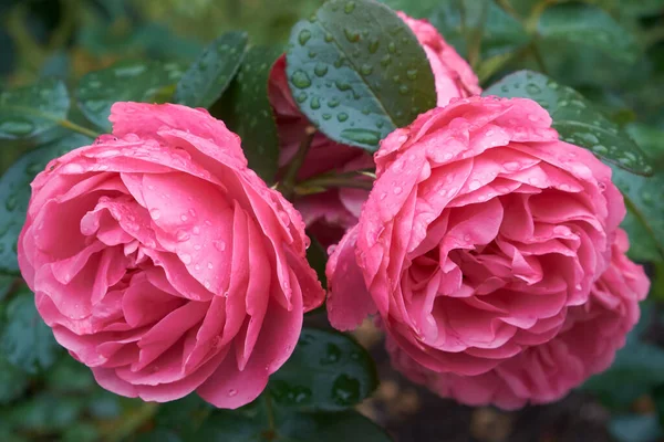 Two Nice Pink Roses Raindrops — Stock Photo, Image