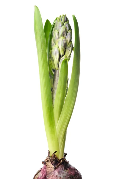 Hyacintový Květ Neotevřeným Pupenem Modrý Hyacinthus Jarní Kvetoucí Trvalky Izolováno Royalty Free Stock Fotografie