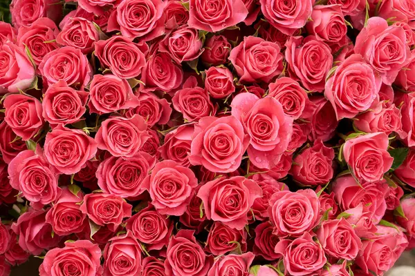 Rose Background Pink Red Flowers Wall Background Amazing Roses Blooming — Stock Photo, Image