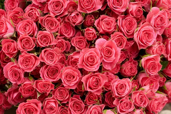 Rosebakgrund Rosa Röda Blommor Vägg Bakgrund Med Fantastiska Rosor Blommande Royaltyfria Stockbilder