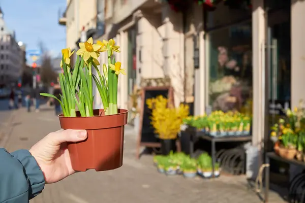 春天的一天 女人拿着水仙花罐 水仙花在花店门前绽放 免版税图库图片