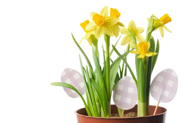 Kruka Med Narcissus Blommor Påskliljor Nära Dekorerad Med Påskägg Isolerad Stockbild