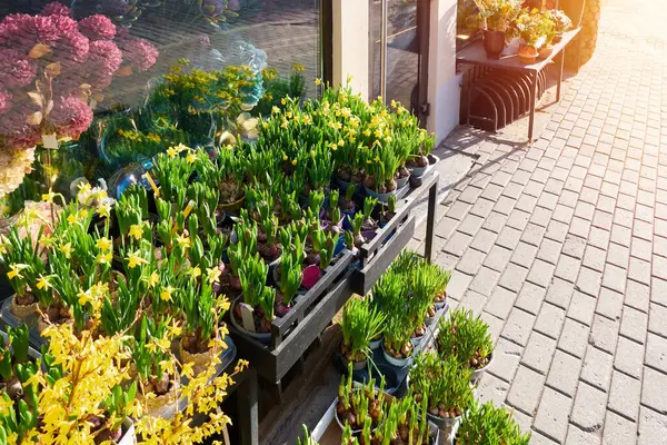 Vackra Vårblommor Planterade Påskliljor Hyacinter Tulpaner Framför Blomsteraffären Vårdag Royaltyfria Stockfoton