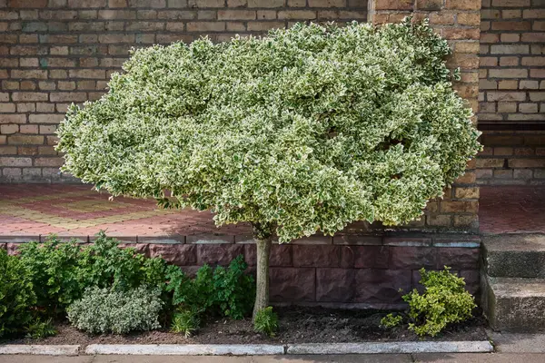 Fortune Euonymus Silver Queen Trunk Euonymus Fortunei Winter Creeper Spindle — Stock Photo, Image