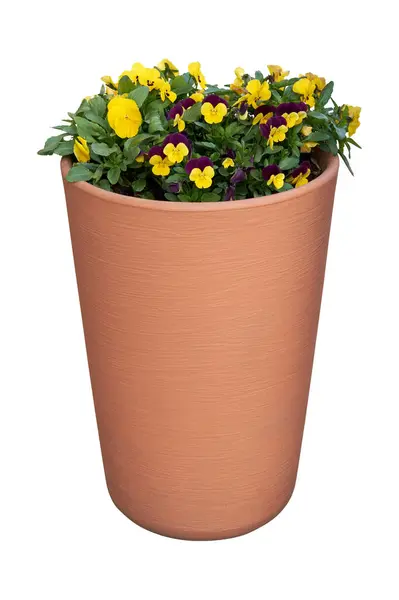 Krásné Macešky Fialky Housle Rostoucí Květináči Viola Tricolor Jarní Květiny Stock Obrázky