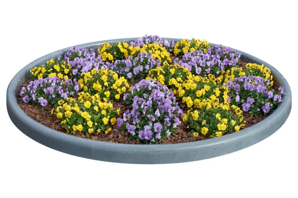 美丽的窗花 紫罗兰 在花坛上生长的紫罗兰 紫罗兰三色花开在花坛上 与白色隔离 城市景观设计要素 图库照片