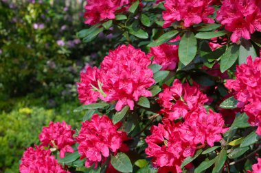 Güzel kırmızı rhododendron çiçekleri, bereketli Rhododendron çalıları yaz bahçesinde.