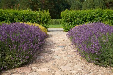 Taş ve çakıllarla çevrili, lavanta çalılarıyla çevrili güzel bir bahçe yolu. Çiçek güzelliği ve doğal huzuru harmanlayan huzurlu bir peyzaj tasarımı..