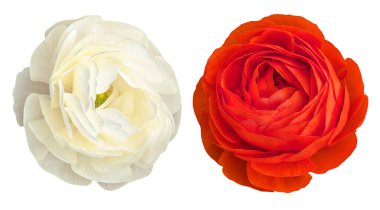 Beyaz ve kırmızı renkte iki Ranunculus çiçeği beyaz renkte izole edilmiş. Çiçek tasarımları, baskılar, ambalajlar, davetiyeler, arka planlar ve botanik çizimler için mükemmel..