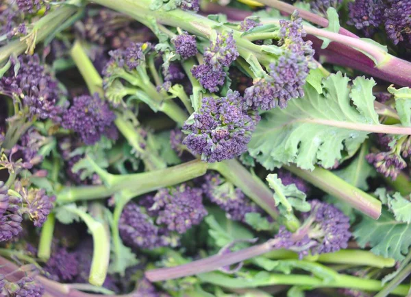 Freshly Harvested Allotment Purple Sprouting Broccoli Close Detail Stock Picture