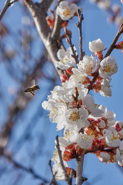 Virágzó Cseresznyefa Virágainak Közelsége Napfényben Szelektív Fókusszal Tavaszi Kék Hátterére — Stock Fotó